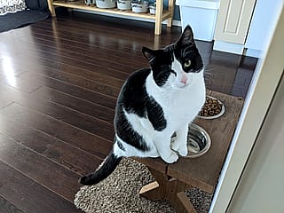 Put my cat in a dangerous place'