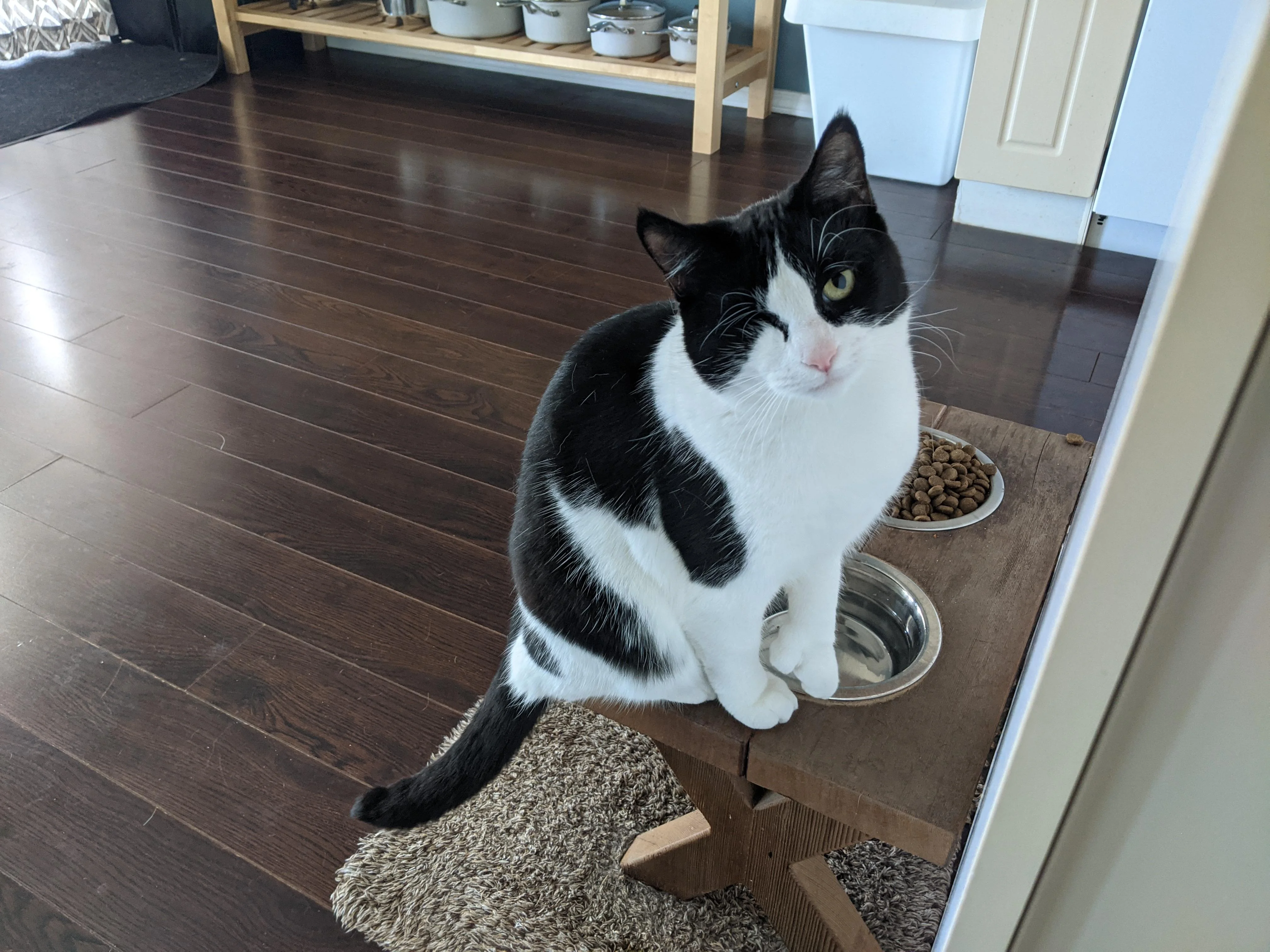 Put my cat in a dangerous place picture 1 of 2