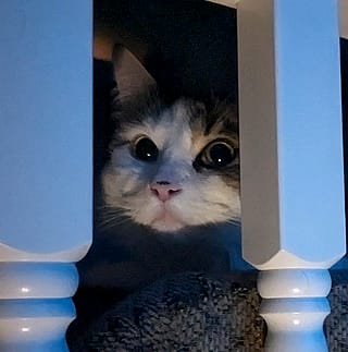 My cat as a horror movie poster'