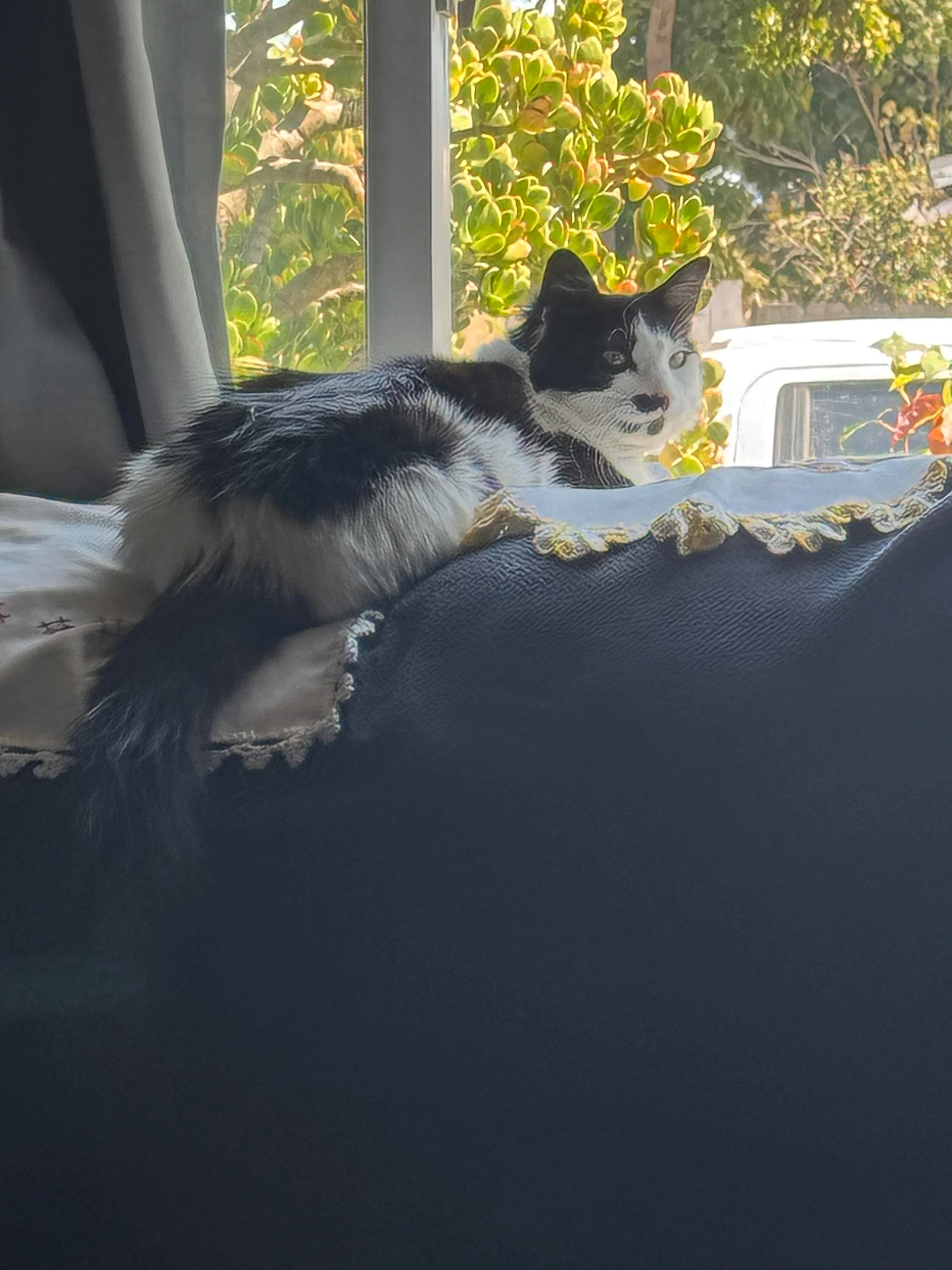 The cat pictures I send in response to pictures of cat I get from my friend with cat, just keeping them relevant to conversation we have via text ChatGPT n gemeni picture 4 of 10