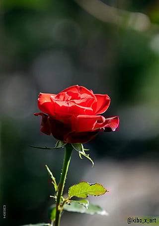 Rose'