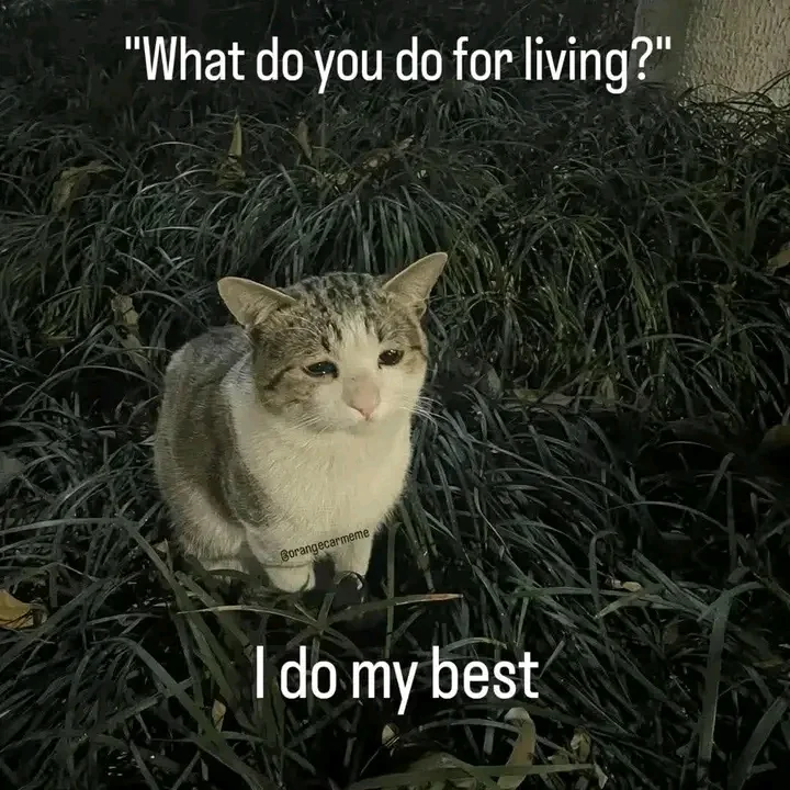 From a Cat Meme into an Abstract wallpaper picture 2 of 4