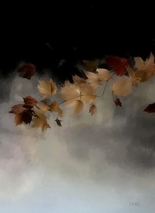 Fall Leaves 10, John Emmett, 2025'