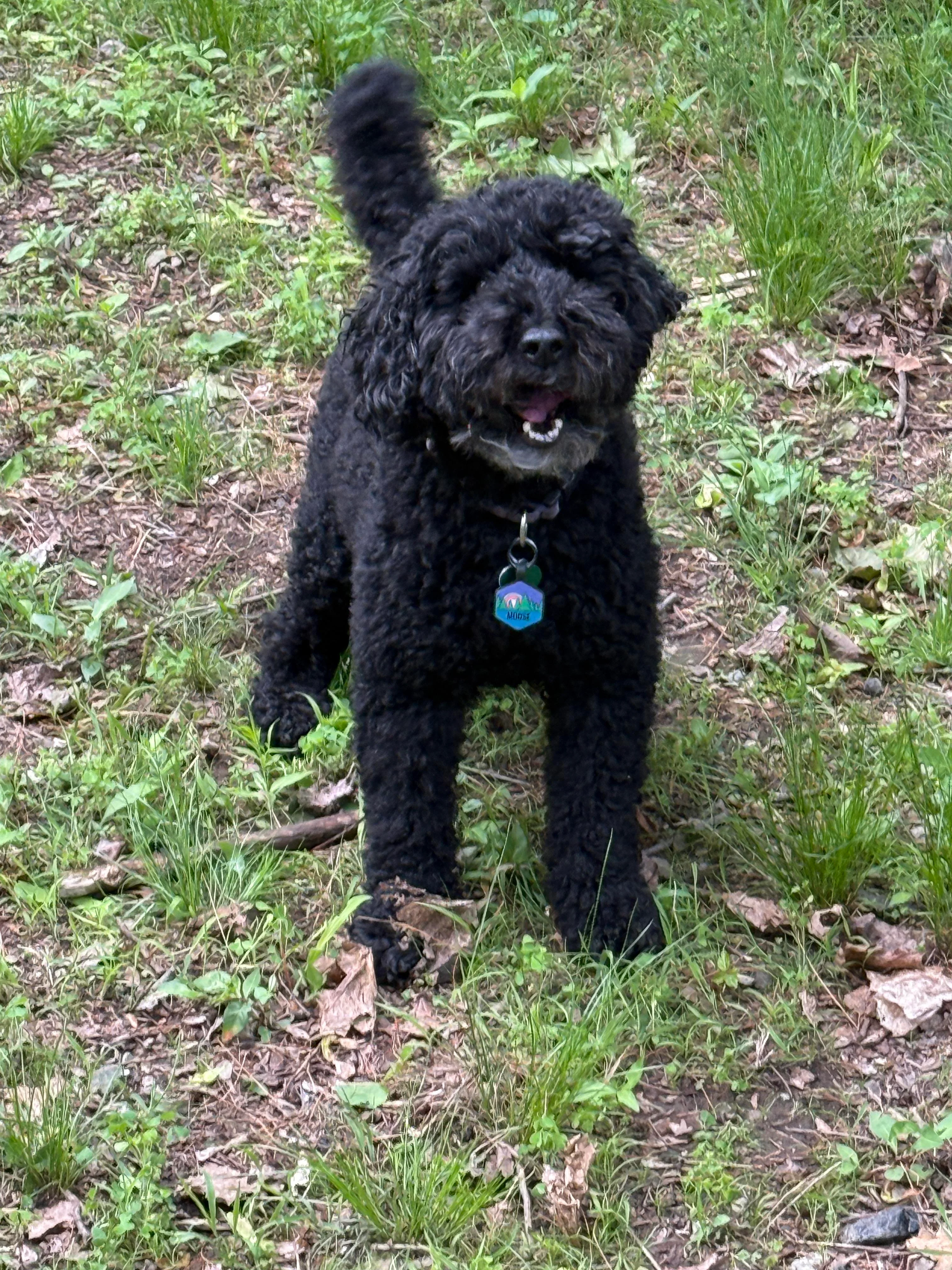 My dog is named Moose. He likes to kill rabbits. picture 2 of 2