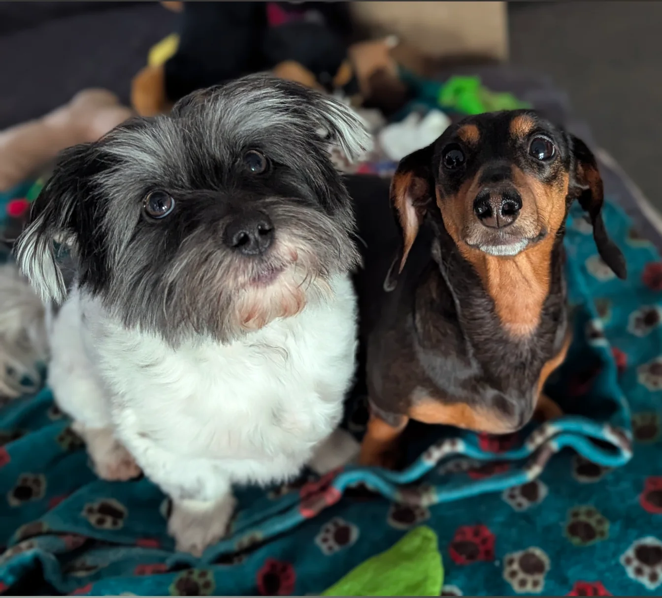 I turned my dogs into princesses. Cute or crazy? picture 2 of 2