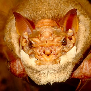 Funky looking bat'