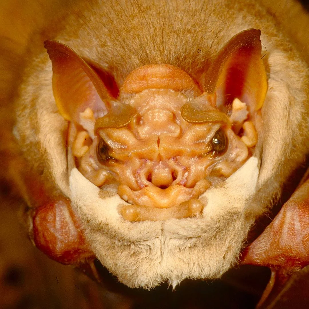 Funky looking bat picture 1 of 1