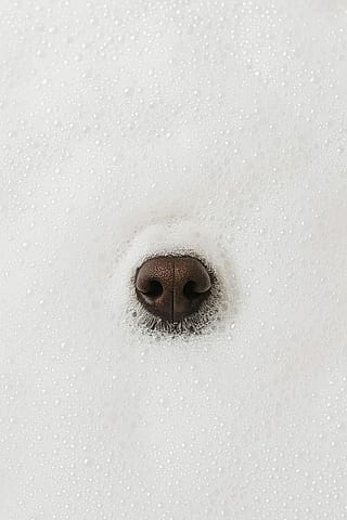 Woof'
