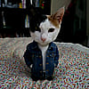 jinxykatte
