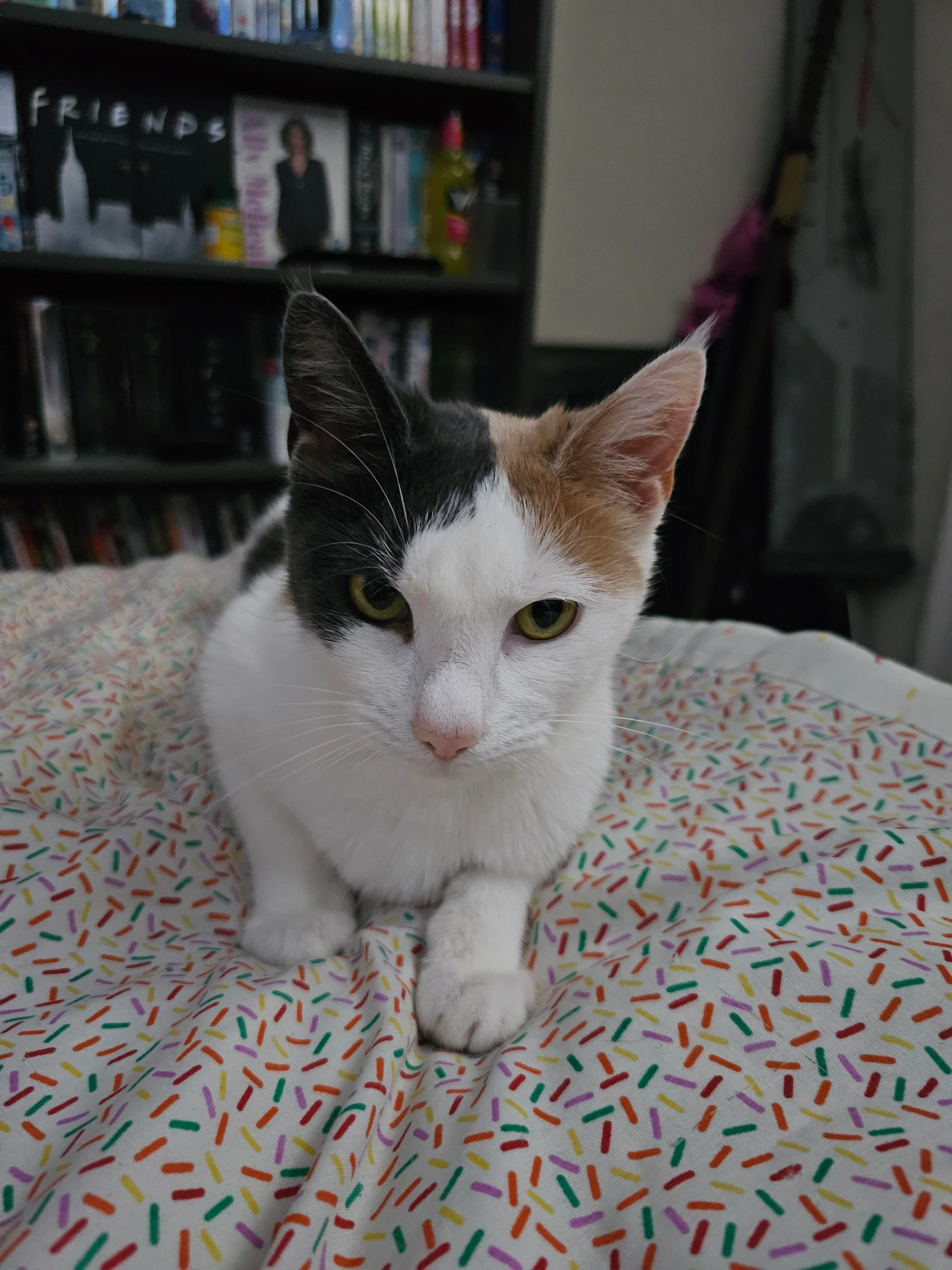 Prompt was to anthropamorphise my cat. picture 2 of 2